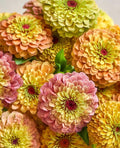 Queen ZINNIA Custom Mix Cottage Garden Cutting Bouquet Hugely Popular RARE Seeds