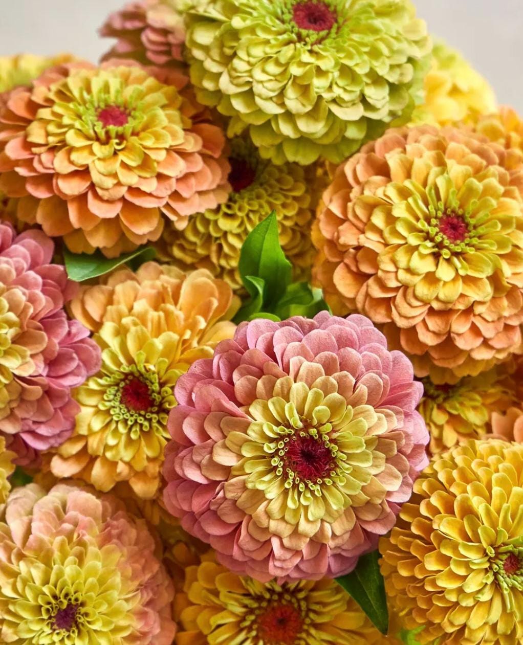 Queen ZINNIA Custom Mix Cottage Garden Cutting Bouquet Hugely Popular RARE Seeds