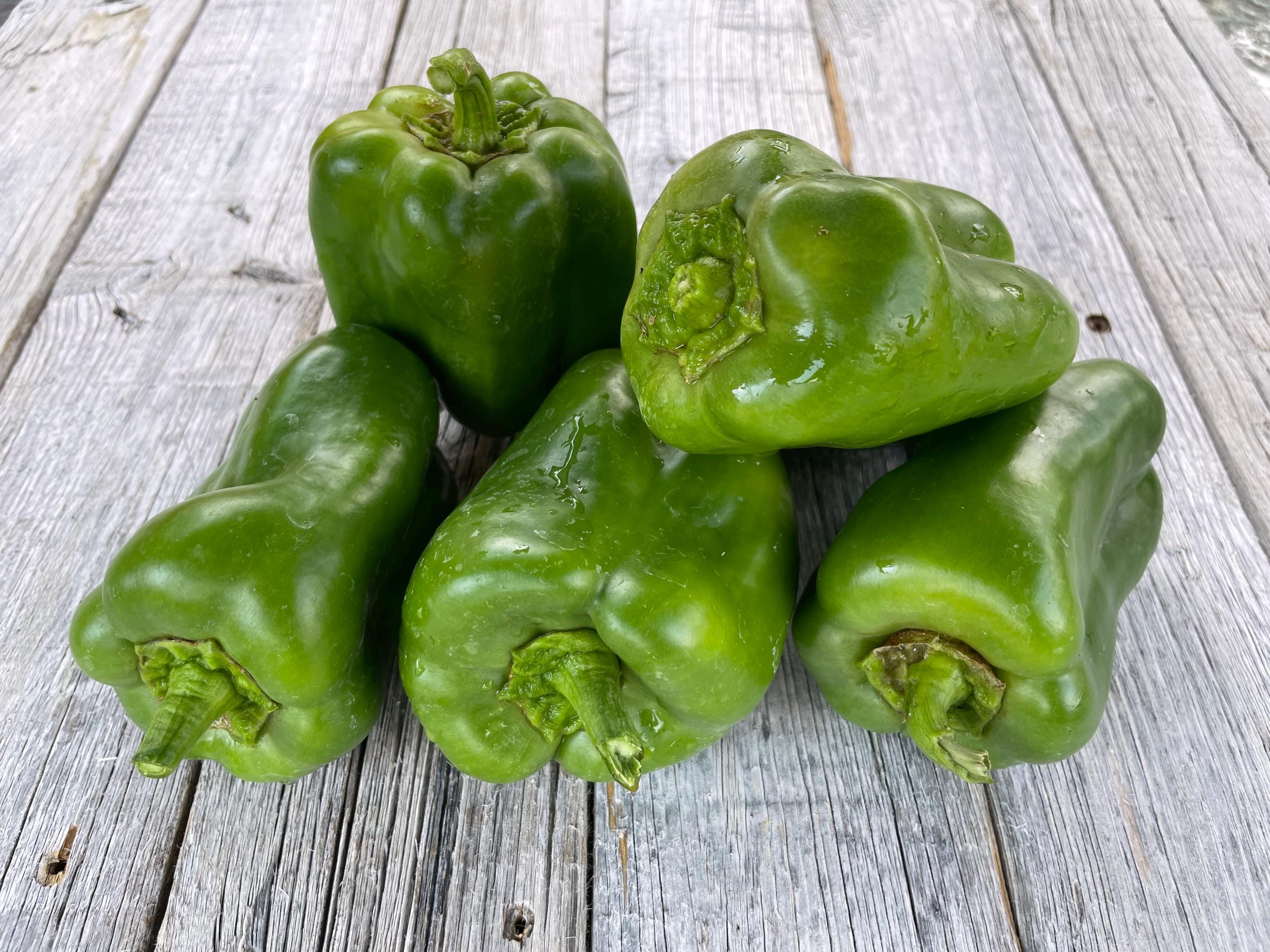 Organic KING of the North SWEET Bell Pepper Rare Earliest Cold Climate VarietySeeds