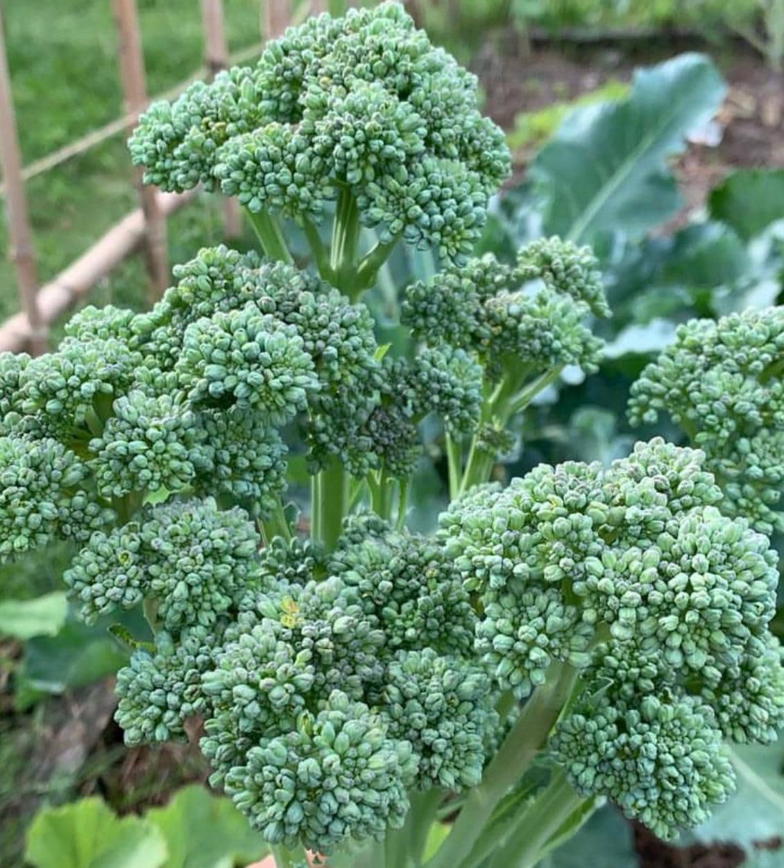 Organic DE CICCIO Sweet Broccoli Italian Heirloom Quick Crop Rare SEEDS