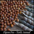 15 'Early Maturing', Northern Adapted Pigeon Pea Seeds - Cajanus cajan seeds Gandules Permaculture Florida Seed Perennial Pea Seed The Stars