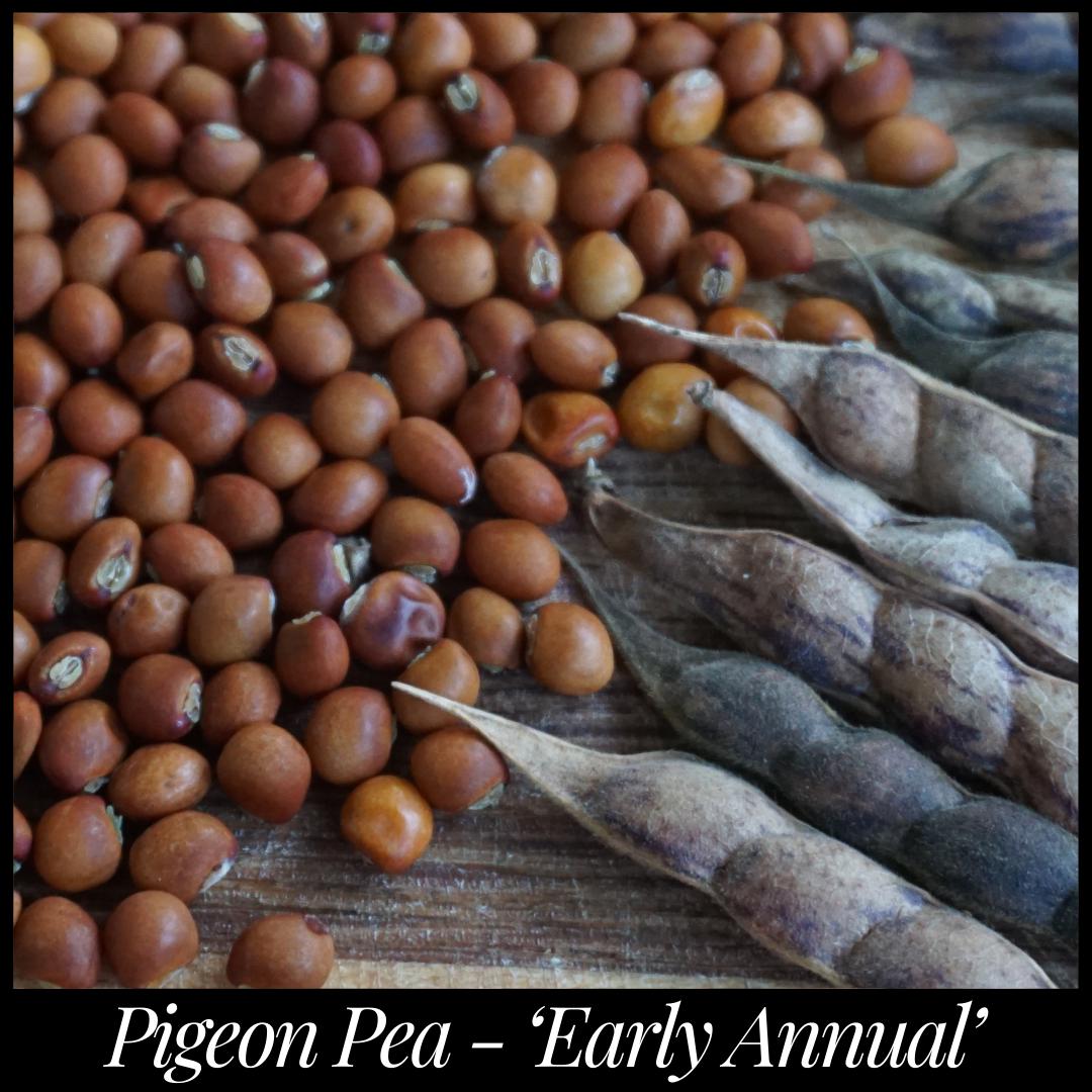 15 'Early Maturing', Northern Adapted Pigeon Pea Seeds - Cajanus cajan seeds Gandules Permaculture Florida Seed Perennial Pea Seed The Stars