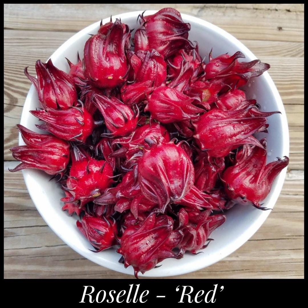 15 'Red' Roselle Seeds, Florida Cranberry Jamaican Sorrel Seeds Hibiscus sabdariffa seeds Flor de Jamaica Caribbean agua fresca Permaculture