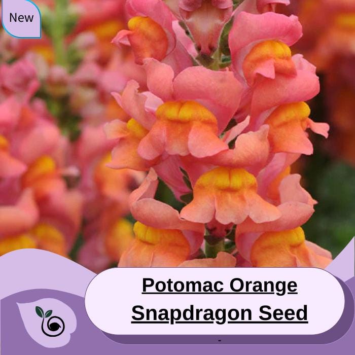 Snapdragon Potomac Orange 30 Flower Seeds