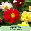 Dahlia Seeds - Mignon Mix