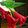 10 Candy Red Angel Trumpet Seeds Flowers Seed Flower Brugmansia Datura Perennial Bloom Seed Garden Butterfly Hummingbird US SELLER