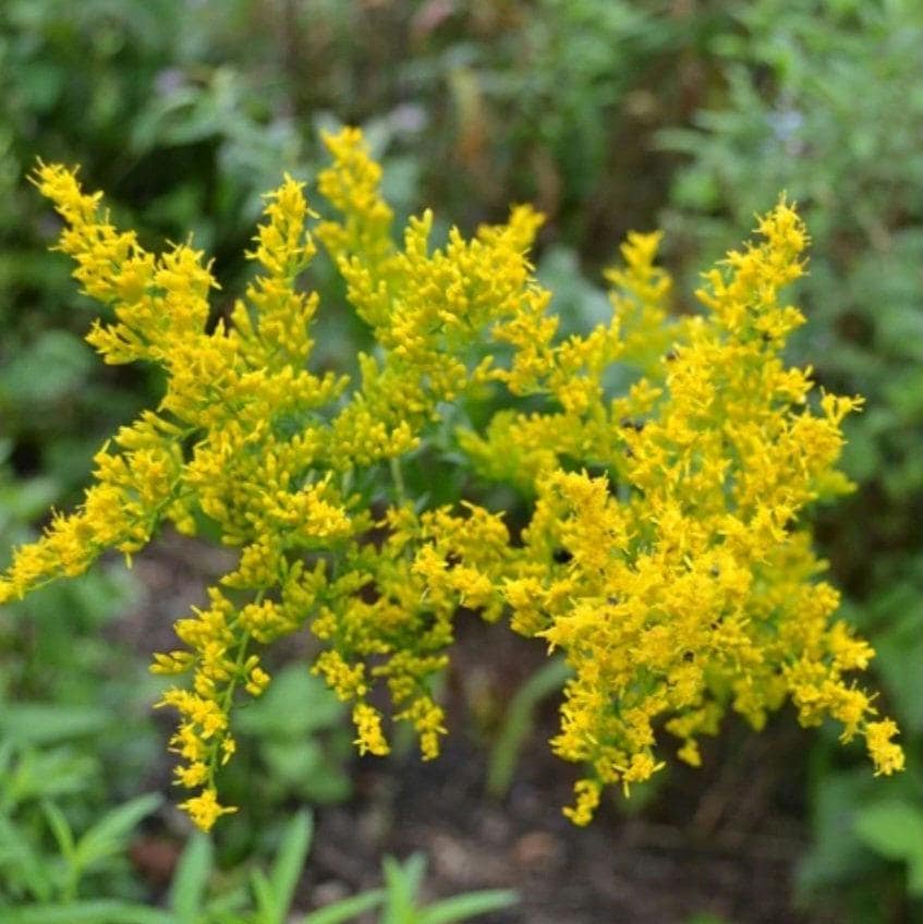 Anise Scented Goldenrod SEEDS (solidago odora),  sweet goldenrod