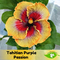 Tahitian Purple Passion Hibiscus Seeds - Fast Growing Shrub