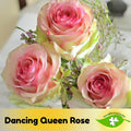 Dancing Queen Rose Seeds: Perennial Garden Flower (15+ Seeds)