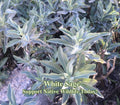 White Sage Seeds (Salvia apiana) California Native Herb for Healing, Aromatherapy & Pollinator Garden, Drought Tolerant, Xeriscape Plants