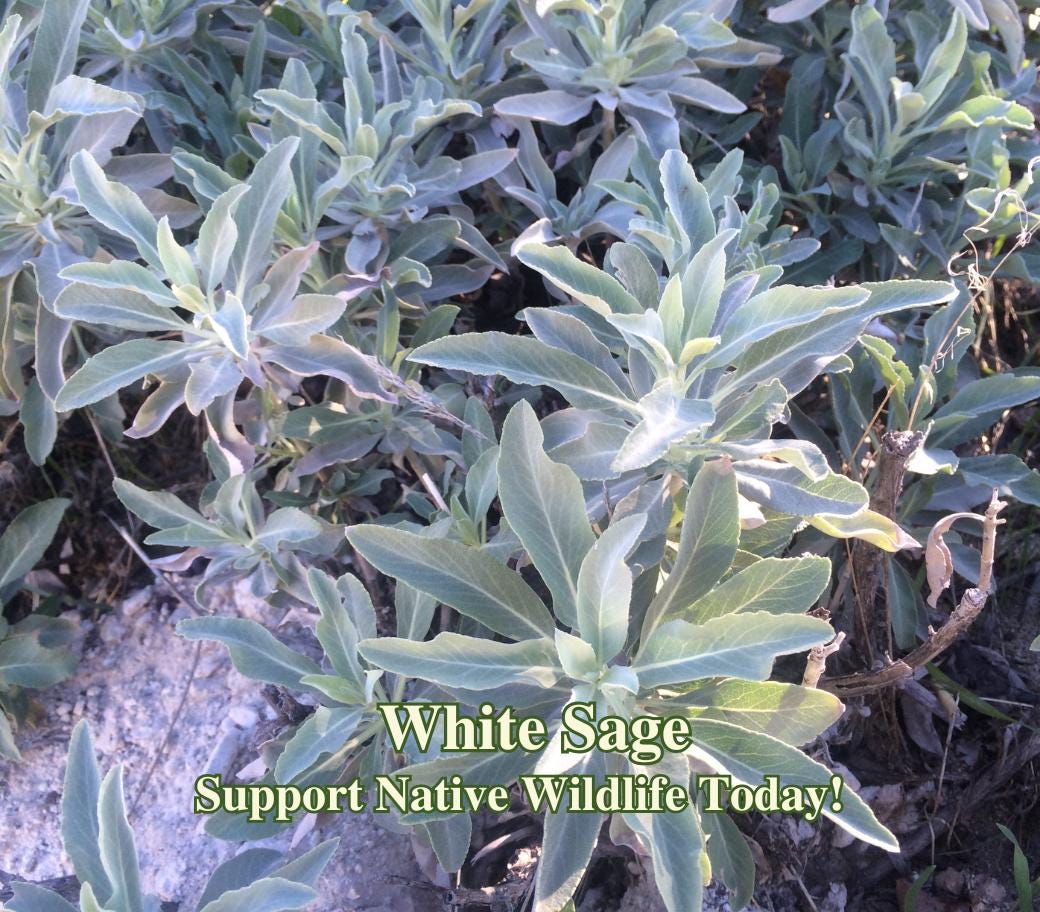 White Sage Seeds (Salvia apiana) California Native Herb for Healing, Aromatherapy & Pollinator Garden, Drought Tolerant, Xeriscape Plants