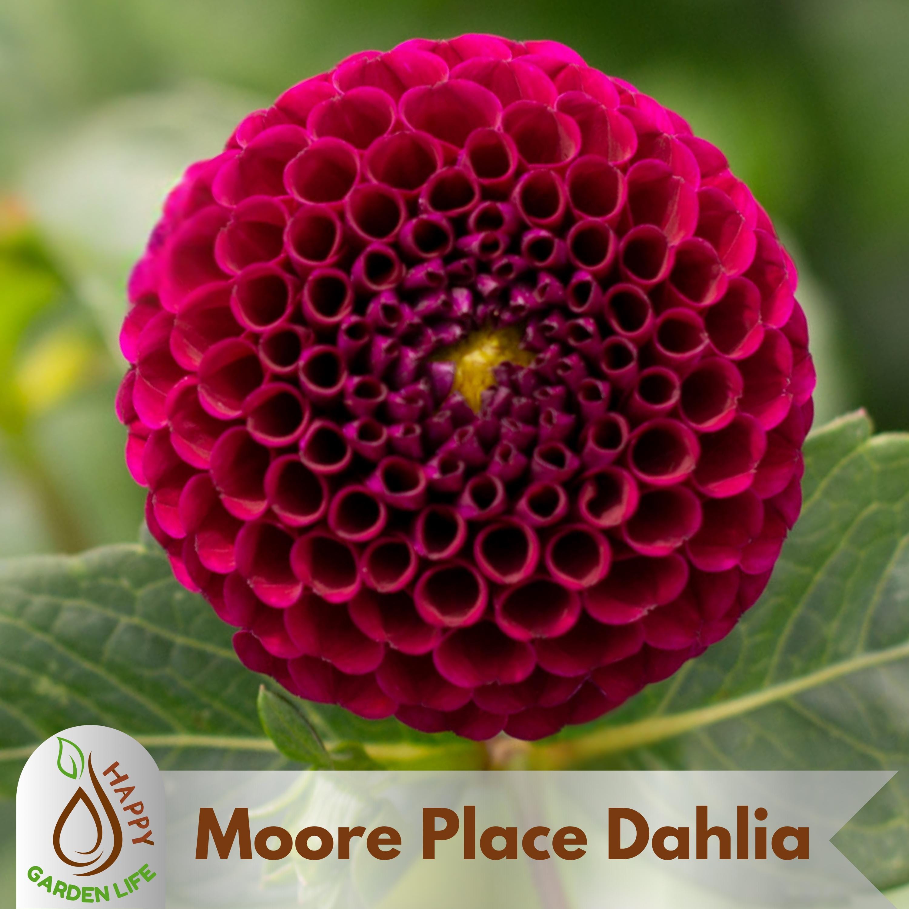20+ Seeds| Moore Place Dahlia Seeds - Perennial - Flowering - Hybrid - Open-Pollinating - Fast Growing - Clumping - Plant in Spring #D078