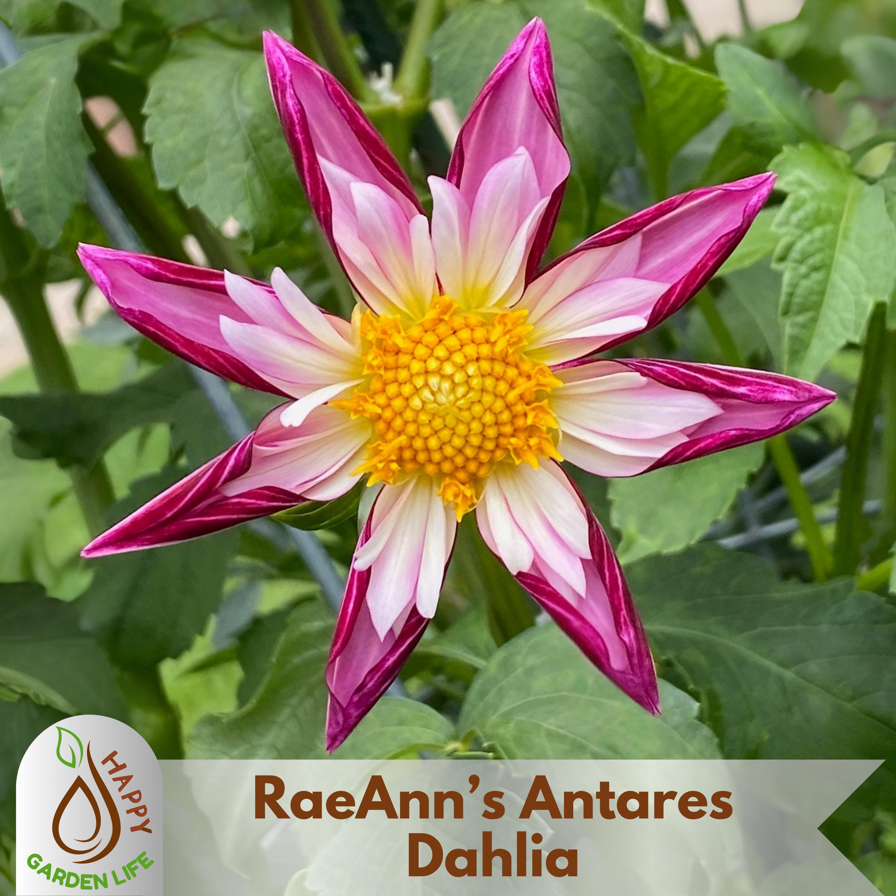 20+ Seeds| RaeAnn’s Antares Dahlia Seeds - Perennial - Flowering - Hybrid - Open-Pollinating - Fast Growing- Clumping- Plant in Spring #D096