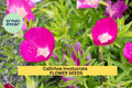 Callirhoe involucrata 30Seeds – Purple Poppy Mallow – Native Ground Cover with Magenta Blooms for Pollinator Gardens, Rock Gardens, Dry Soil