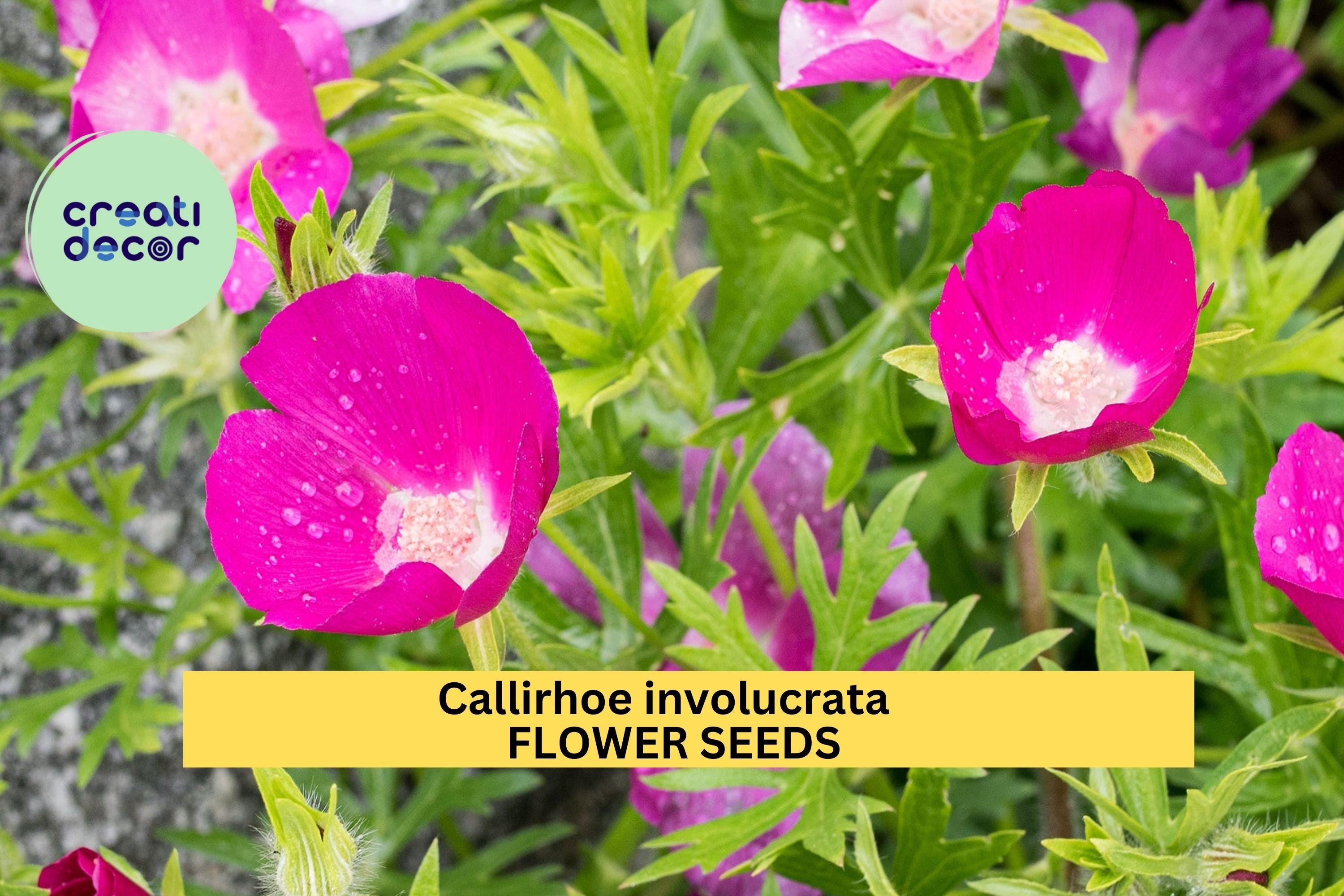 Callirhoe involucrata 30Seeds – Purple Poppy Mallow – Native Ground Cover with Magenta Blooms for Pollinator Gardens, Rock Gardens, Dry Soil
