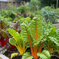Rainbow Mixed Swiss Chard Seeds – Heirloom, Non-GMO, Colorful and Nutritious, Cold-Hardy and Heat-Tolerant, Fast Growing Leafy Vegetable