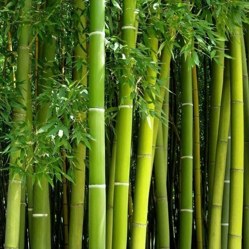 Giant Green Bamboo Seeds for Planting - 100->500 Bamboo Seeds Fast Growing