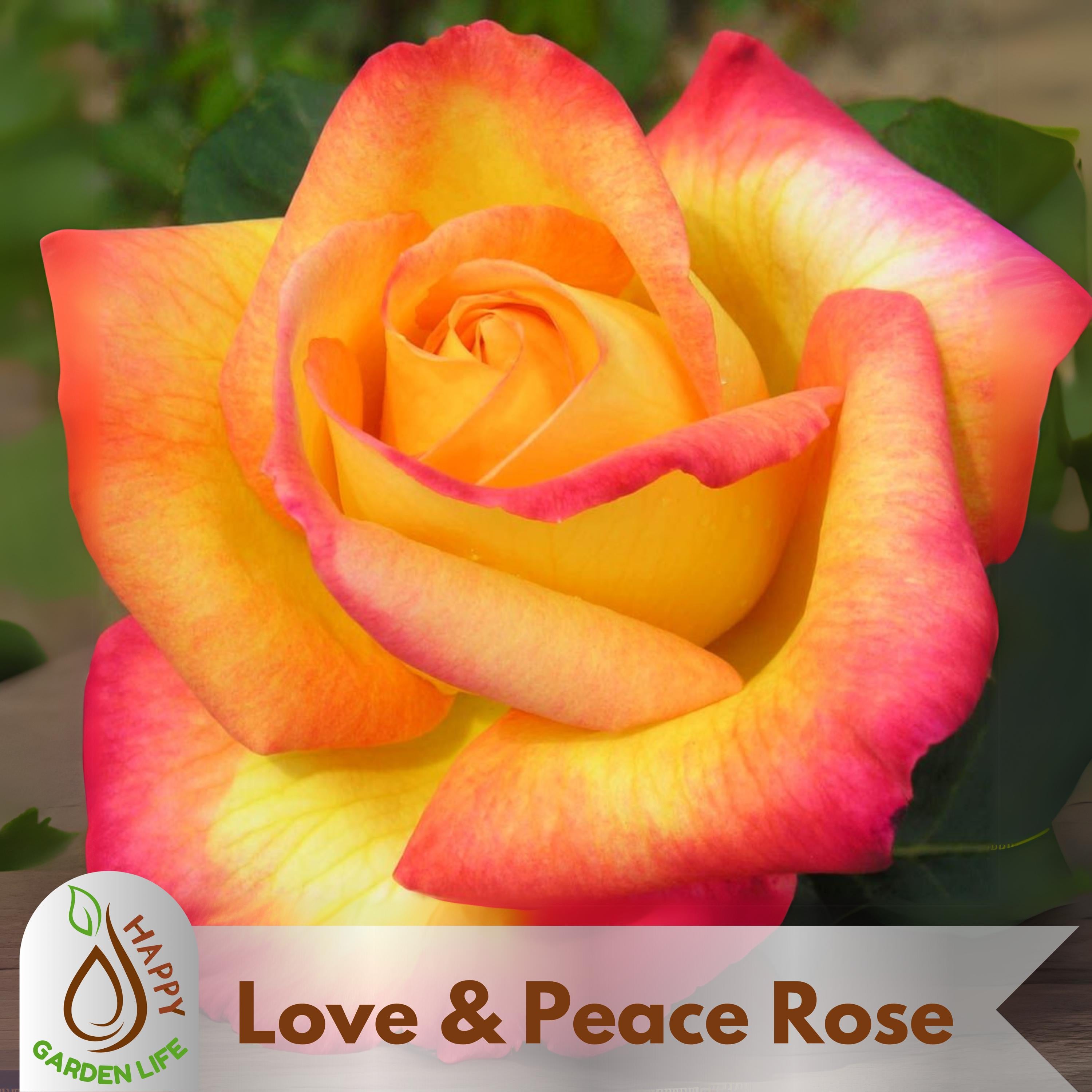 15+ Seeds| Love & Peace Rose Hybrid Seeds - Flower - Cold Resistant - Open-Pollinating - Perennial - Bloom in Spring/ Summer/ Fall #1093
