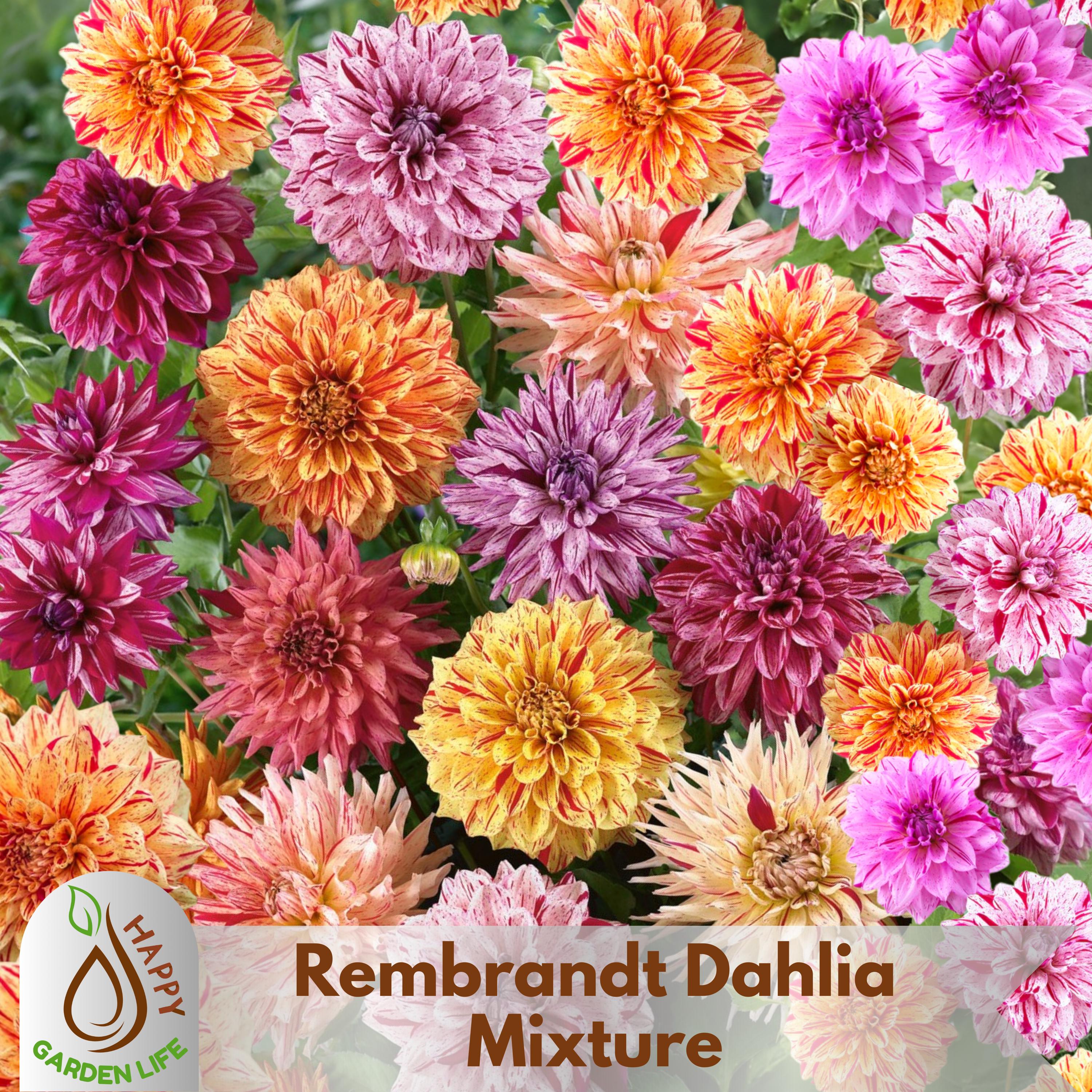 20+ Seeds| Rembrandt Dahlia Mixture Seeds - Perennial - Flowering - Open-Pollinating - Fast Growing - Clumping - Plant in Spring #D044