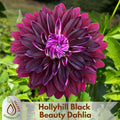 20+ Seeds| Hollyhill Black Beauty Dahlia Seeds - Perennial - Flowering - Open-Pollinating - Fast Growing - Clumping - Plant in Spring #D053