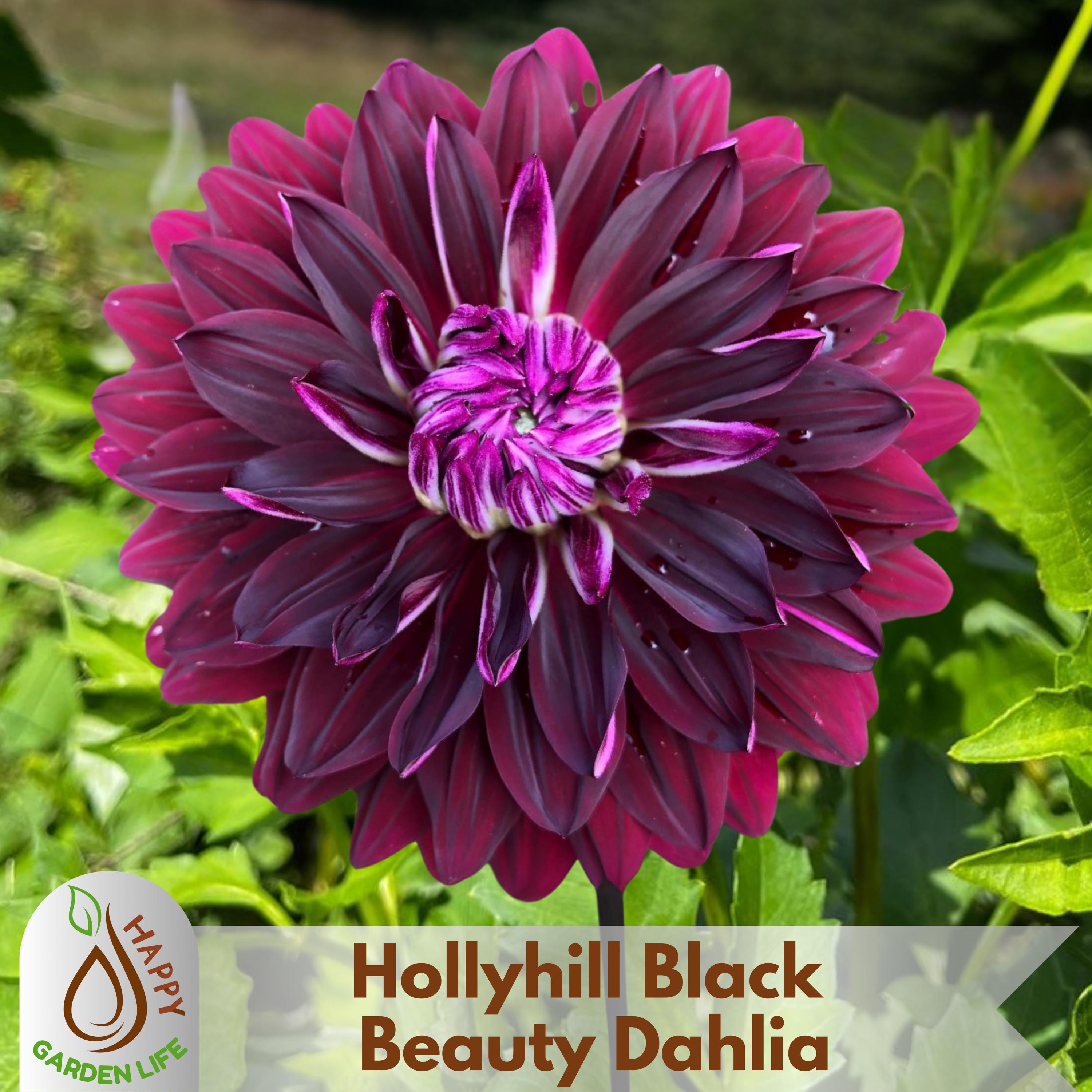 20+ Seeds| Hollyhill Black Beauty Dahlia Seeds - Perennial - Flowering - Open-Pollinating - Fast Growing - Clumping - Plant in Spring #D053