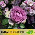 15+ Seeds| Coffret コフレ珠寶盒 Rose Seeds - Flowering - Rose Garden - Perennial - Deciduous - Cold Resistant - Plant in Fall/Early Spring #1194