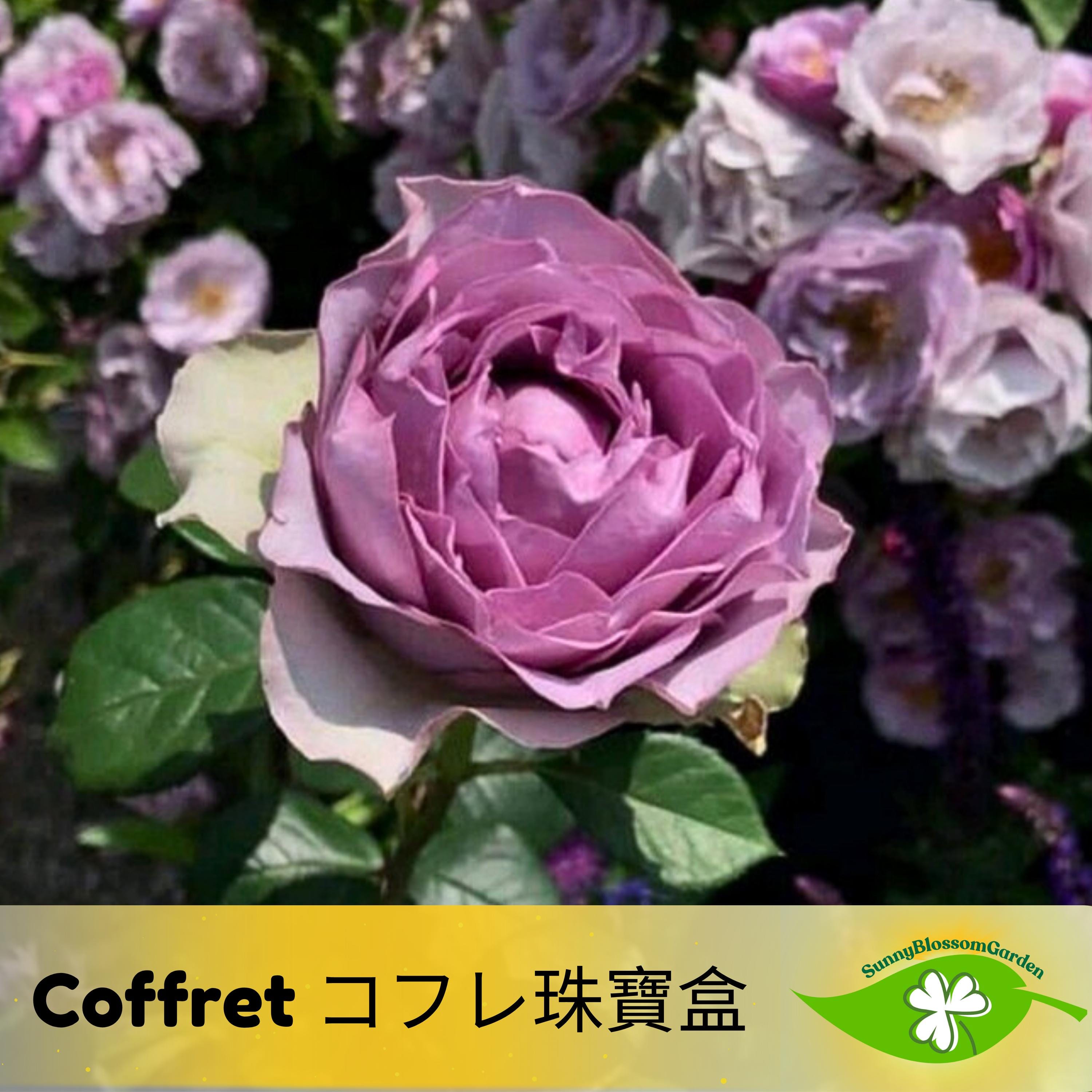 15+ Seeds| Coffret コフレ珠寶盒 Rose Seeds - Flowering - Rose Garden - Perennial - Deciduous - Cold Resistant - Plant in Fall/Early Spring #1194