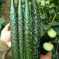 60pcs Asian Suyo Long Cucumber Seeds – Heirloom, Non-GMO China Long Hybrid – Complete Growing Guide Included