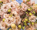 Voyage 2 Light Apricot (F1) Lisianthus Seeds, Pelleted, Non-GMO, Eustoma grandiflorum
