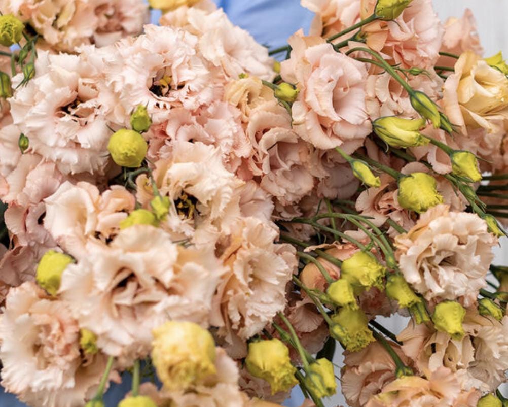 Voyage 2 Light Apricot (F1) Lisianthus Seeds, Pelleted, Non-GMO, Eustoma grandiflorum