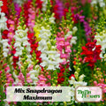 Mix Snapdragon Maximum Seeds - Cold Resistant - Potted - Attracts pollinators - Open-Pollinating - Plant before the frost/after frost - #17