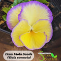 Etain Viola Seeds (Viola cornuta) Seeds - Cold Resistant - Self-Pollinating -Draft Resistant -Plant in late Summer/Spring #231
