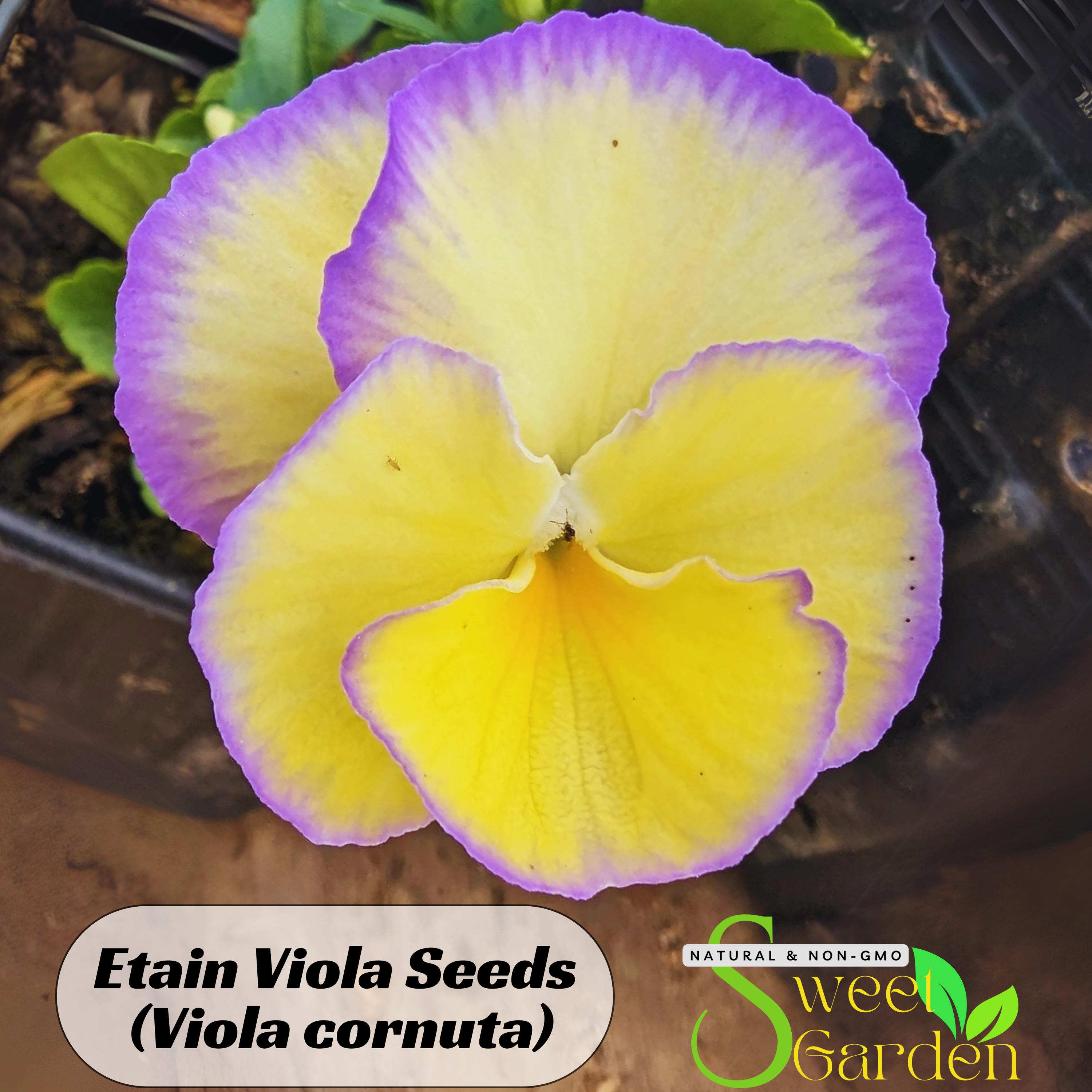 Etain Viola Seeds (Viola cornuta) Seeds - Cold Resistant - Self-Pollinating -Draft Resistant -Plant in late Summer/Spring #231