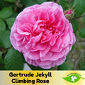 15+ Seeds| Gertrude Jekyll Climbing Rose Seeds - Rose Garden - Perennial - Deciduous - Cold Resistant- Plant in Fall/Early Spring #1210