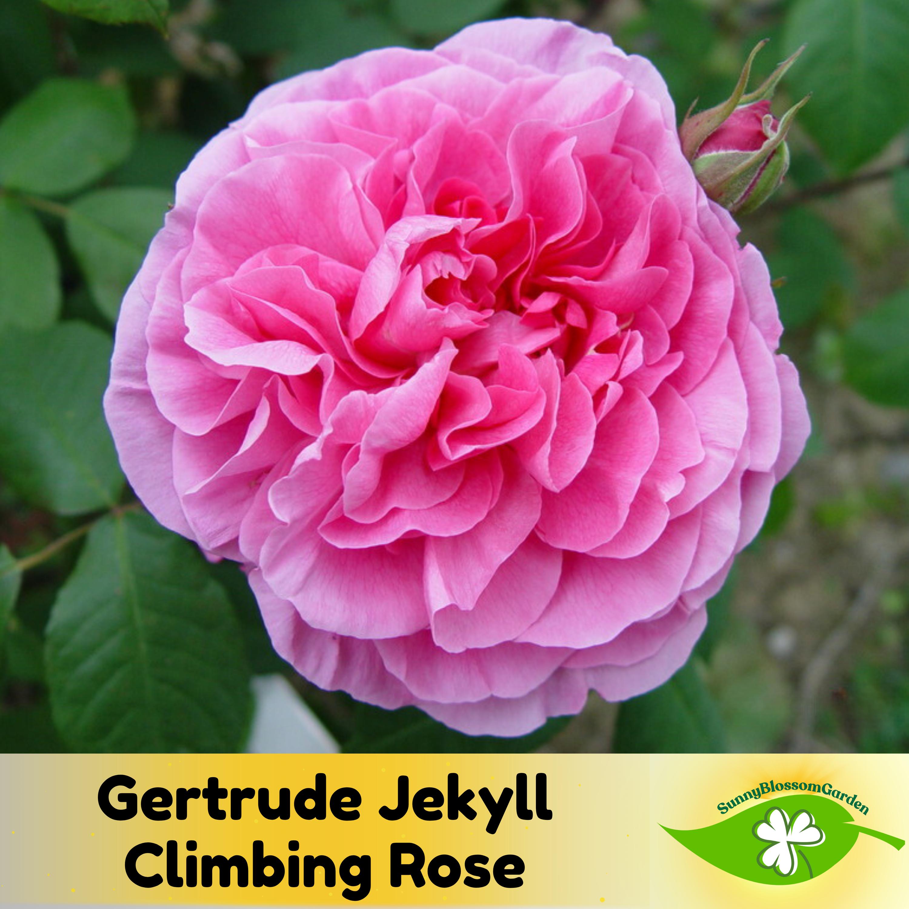 15+ Seeds| Gertrude Jekyll Climbing Rose Seeds - Rose Garden - Perennial - Deciduous - Cold Resistant- Plant in Fall/Early Spring #1210