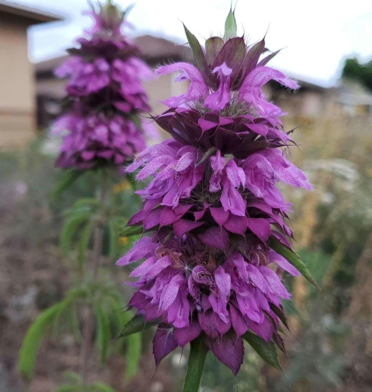 Lemon Beebalm Seeds|Monarda citriodora|Texas Native Plants|Native Wildflowers|Southwestern Plants|Organic Seed|Native Plant Garden|Medicinal