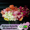 Madame Butterfly Mix Snapdragon Seeds - Potted-Cold Resistant -Attracts pollinators -Open-Pollinating -Plant before the frost/after frost