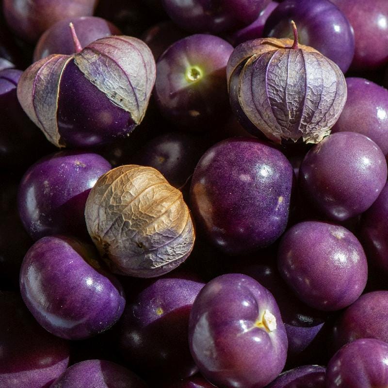 Deep Purple Tomatillo Seeds 50 Ct Really Purple Physalis ixocarpa NON-GMO USA