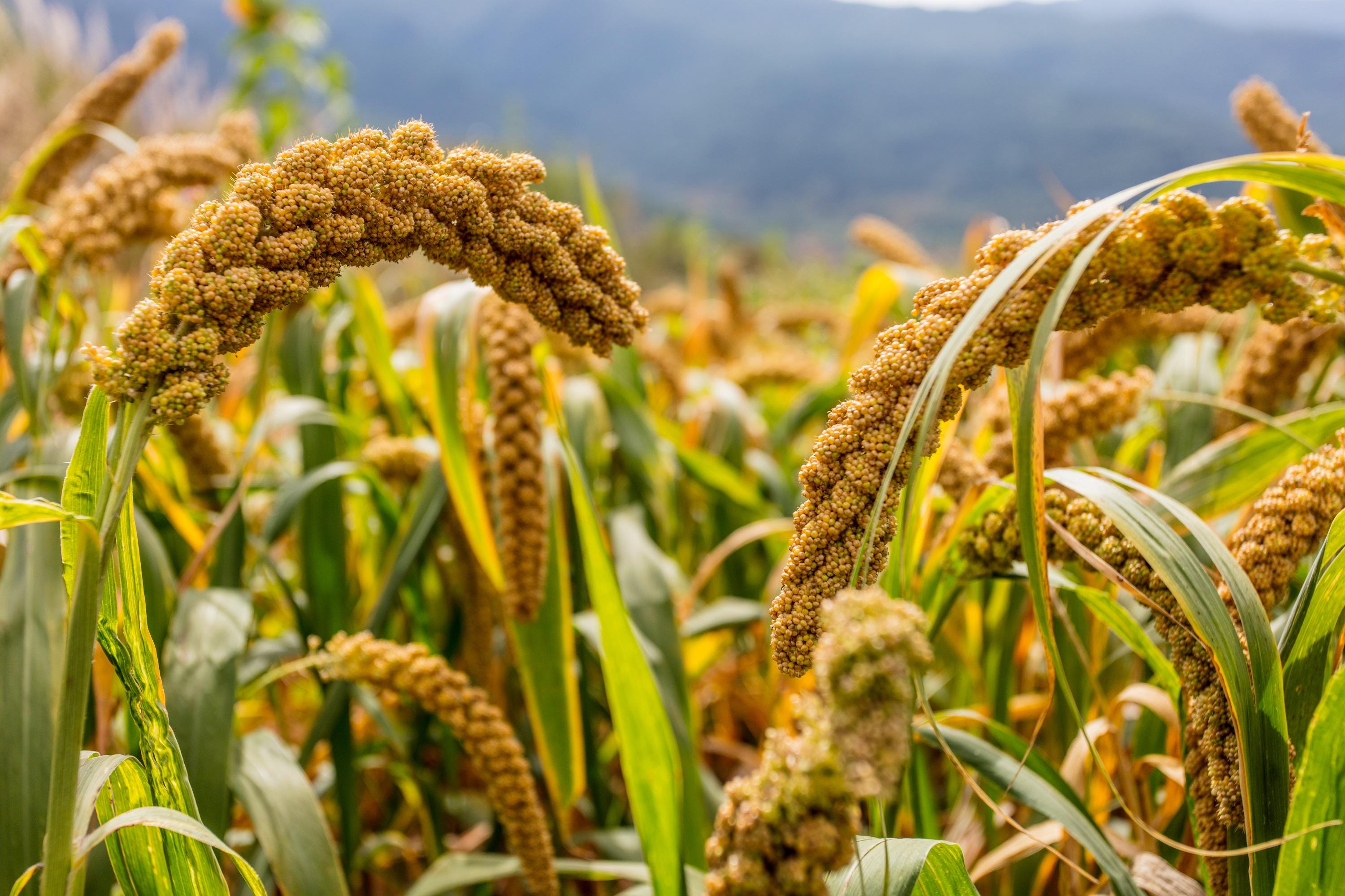 100 FOXTAIL MILLET Setaria Italica Ornamental Grass Flower Seeds *Flat Shipping