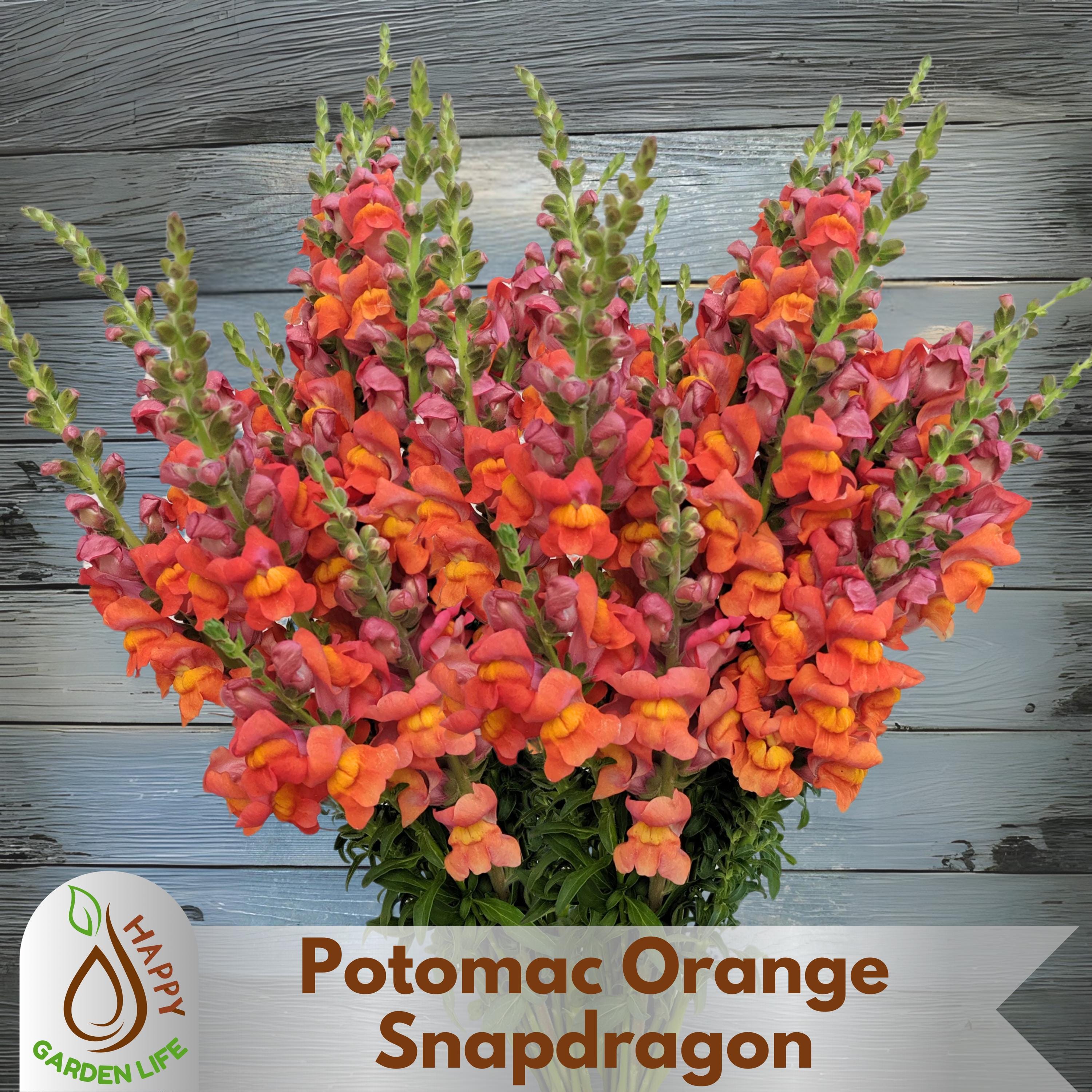 15+ Seeds| Potomac Orange Snapdragon Seeds - Attracts pollinators -Open-Pollinating - Plant before the frost/after frost #39