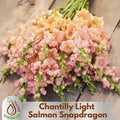 15+ Seeds| Chantilly Light Salmon Snapdragon Seeds - Attracts pollinators -Open-Pollinating - Plant before the frost/after frost #47