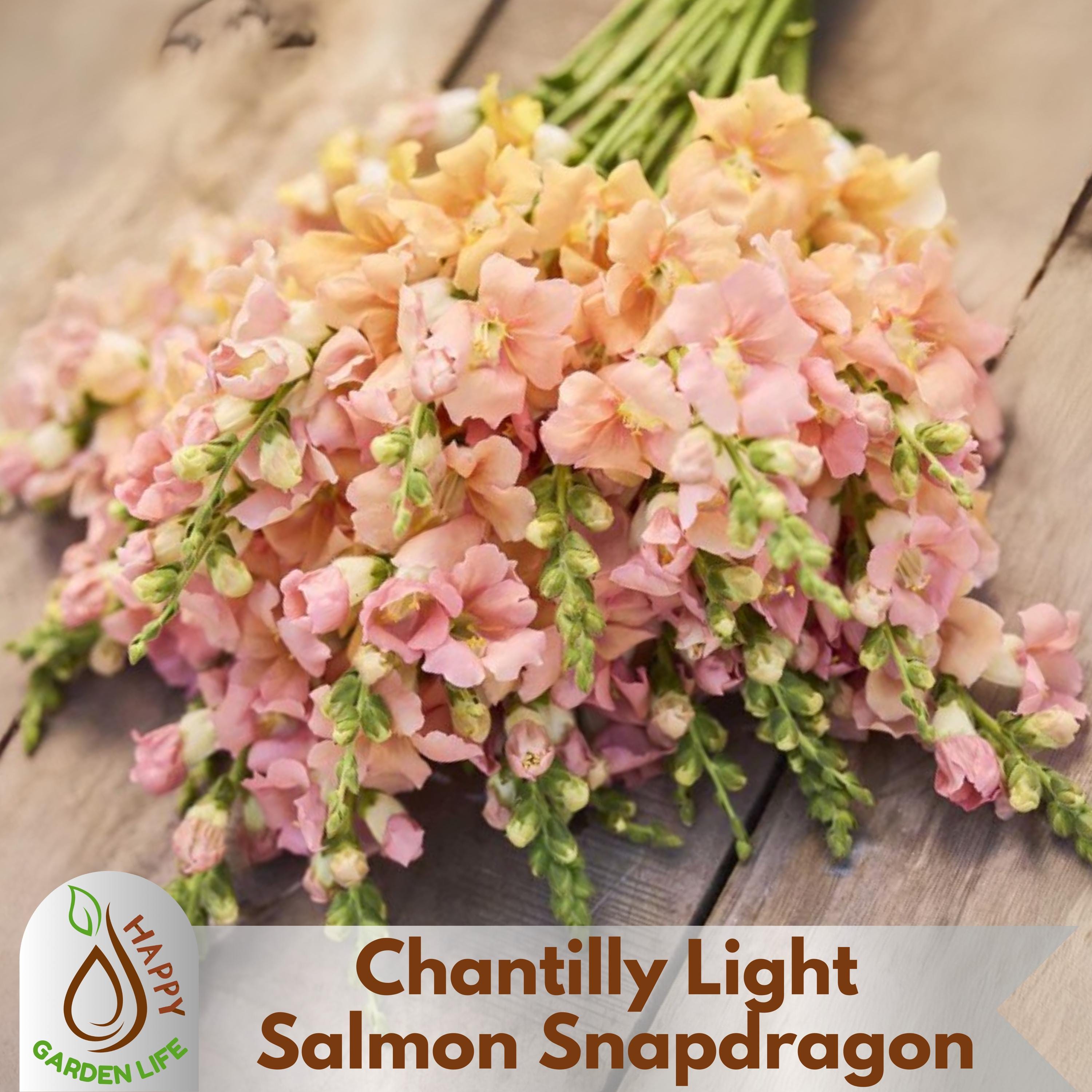15+ Seeds| Chantilly Light Salmon Snapdragon Seeds - Attracts pollinators -Open-Pollinating - Plant before the frost/after frost #47
