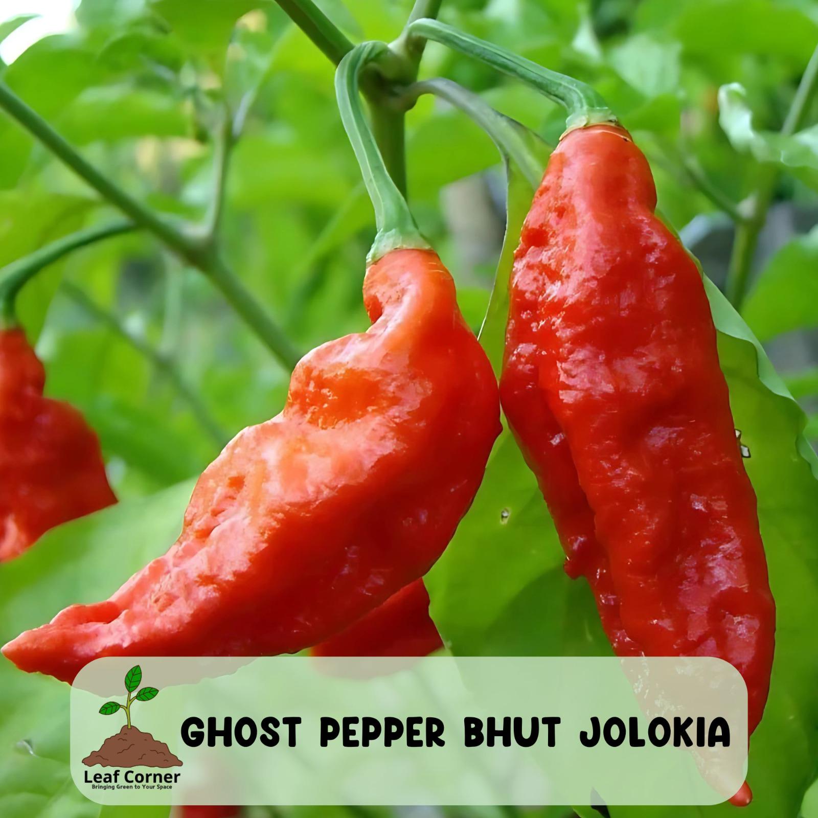 25 Bhut Jolokia Ghost Pepper Seeds, Super Spicy Chili, 1,000,000+ Scoville, Rare Heirloom