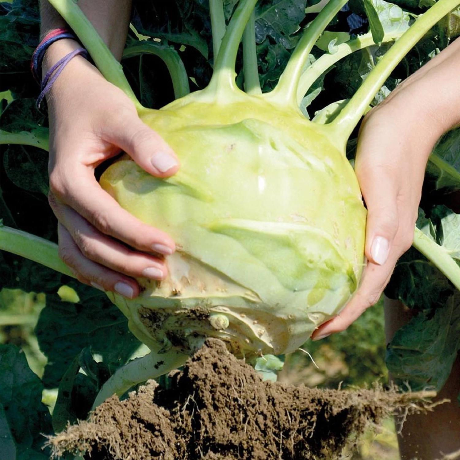 1000 Seeds | Giant Kohlrabi Seeds, Heirloom Vegetable, Easy to Grow, Crisp and Sweet, Perfect for Home Gardens, Non - GMO, Fresh Vegetables