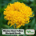 Mission Giant Yellow Marigold Seeds - Edible -Open-Pollinating -Draft Resistant -Cold Resistant - Dwarf - Plant in Spring/After frost #297