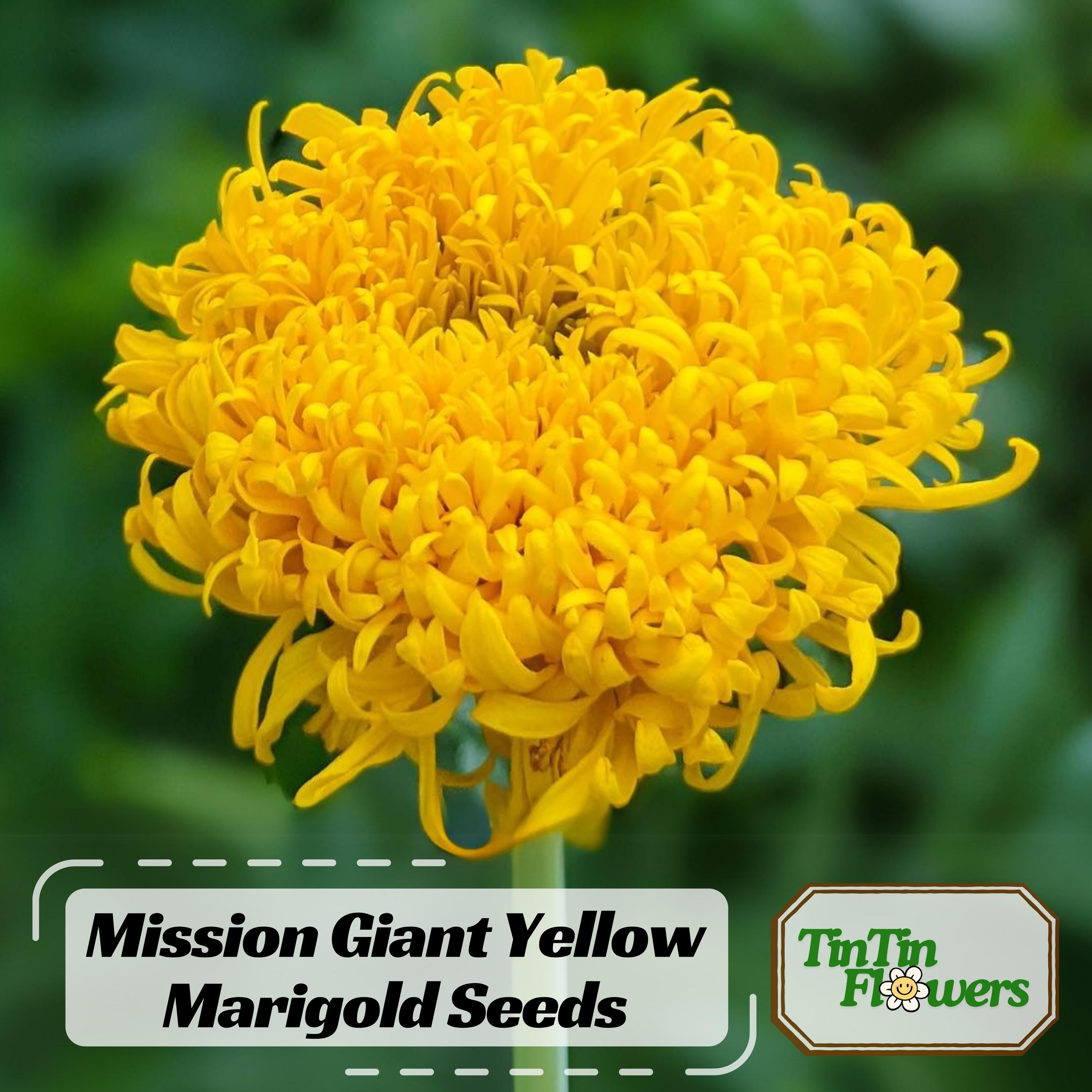 Mission Giant Yellow Marigold Seeds - Edible -Open-Pollinating -Draft Resistant -Cold Resistant - Dwarf - Plant in Spring/After frost #297
