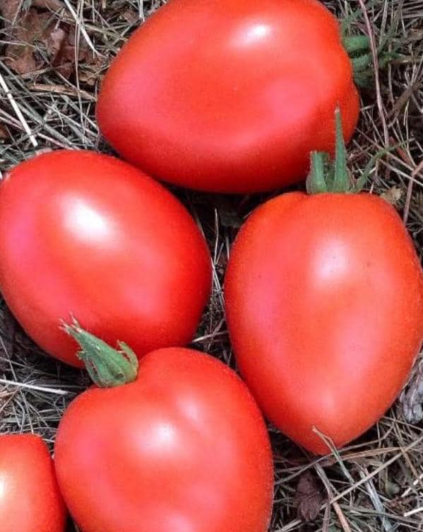 Dwarf Sneaky Sauce Tomato Seeds