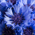 30+ Blue Corn Flowers Bachelor's Buttons Wildflower Seed Culinary Herb Dye