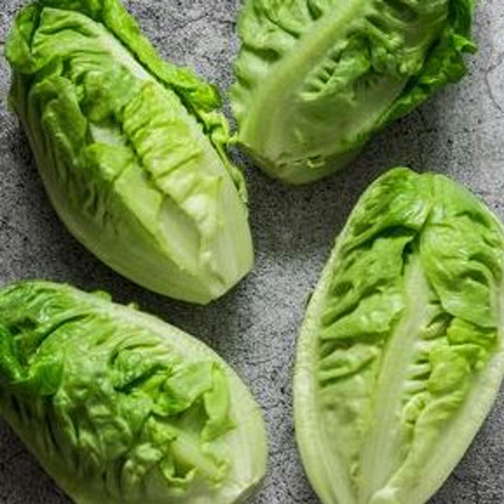 Heirloom Little Caesar Romaine lettuce seeds - Grown and Harvested in USA ! Tasty ! Fresh ! Easy to Grow !