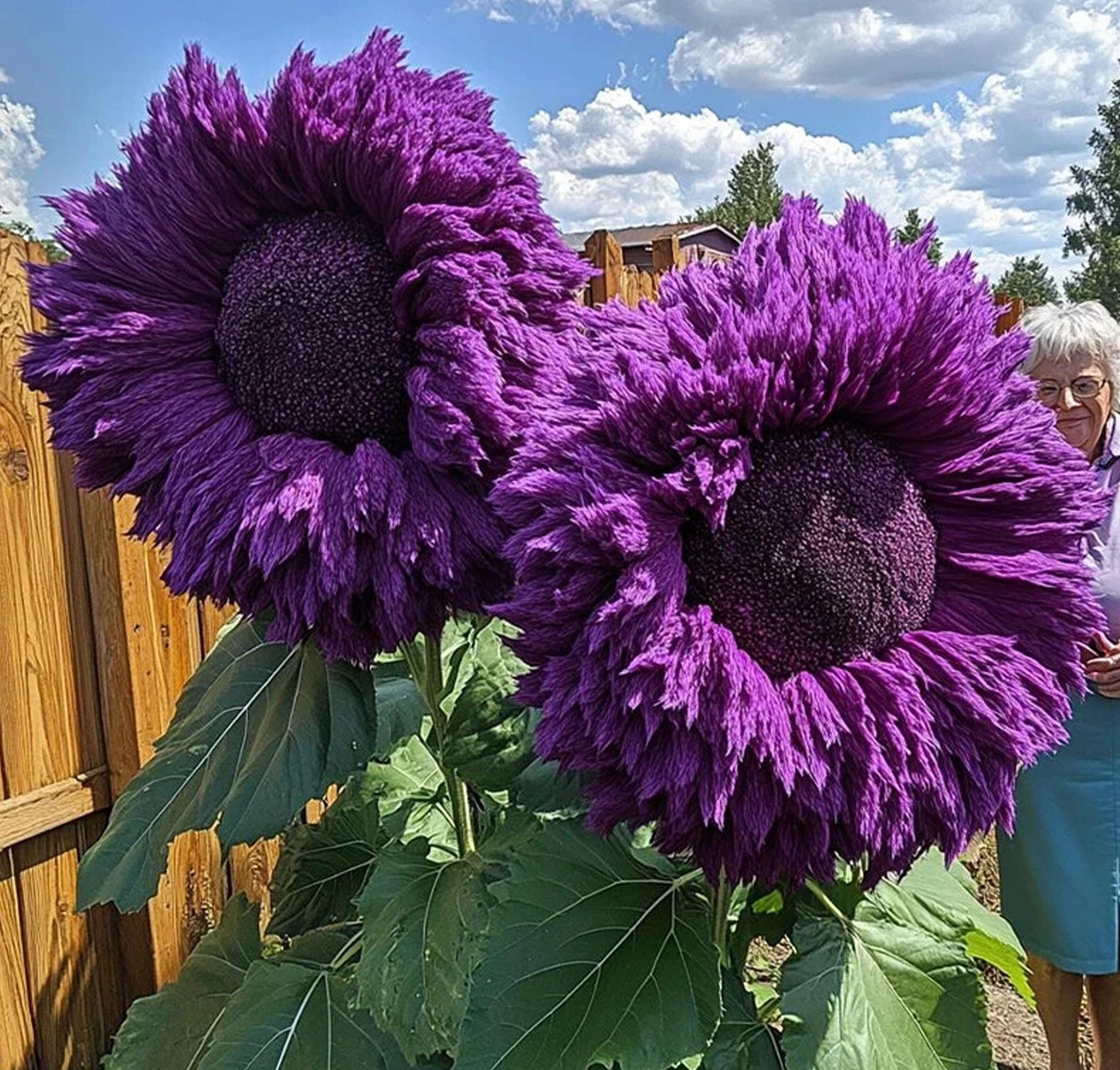 50 Seeds| Purple Enchanting Giant Teddy Bear Sunflower Seeds, Fluffy Double Blooms, Cut Flowers, Pollinator Garden, Non GMO, Open Pollinated